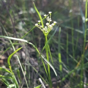 Gingidia harveyana at Namadgi National Park - 18 Nov 2023