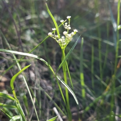 Gingidia harveyana (Slender Gingidia) at Rendezvous Creek, ACT - 17 Nov 2023 by BethanyDunne