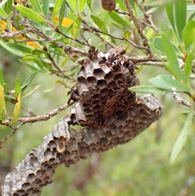 Unidentified Social or paper-nest wasp (Vespidae, Polistinae or Vespinae) at Booderee National Park - 15 Nov 2023 by CathB