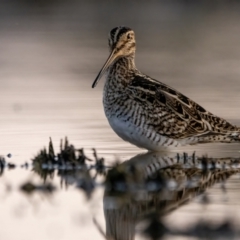 Gallinago hardwickii (Latham's Snipe) at Throsby, ACT - 18 Nov 2023 by BenHarvey