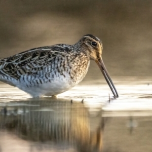 Gallinago hardwickii at Mulligans Flat - 18 Nov 2023