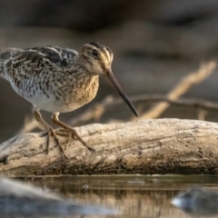Gallinago hardwickii at Mulligans Flat - suppressed