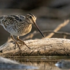 Gallinago hardwickii at Mulligans Flat - 18 Nov 2023