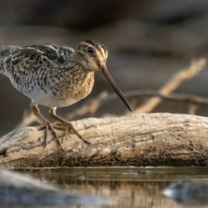 Gallinago hardwickii at Mulligans Flat - 18 Nov 2023