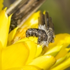 Psychidae (family) IMMATURE (Unidentified case moth or bagworm) at The Pinnacle - 17 Nov 2023 by AlisonMilton