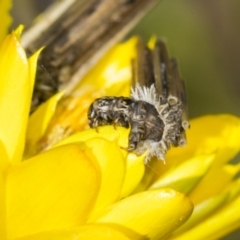 Psychidae (family) IMMATURE (Unidentified case moth or bagworm) at Belconnen, ACT - 17 Nov 2023 by AlisonMilton