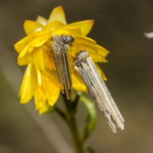 Psychidae (family) IMMATURE at Pinnacle NR (PIN) - 18 Nov 2023