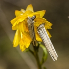 Psychidae (family) IMMATURE at Pinnacle NR (PIN) - 18 Nov 2023