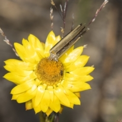 Psychidae (family) IMMATURE at Pinnacle NR (PIN) - 18 Nov 2023 09:53 AM