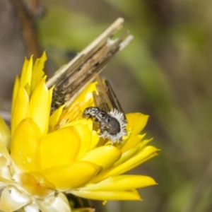 Psychidae (family) IMMATURE at Pinnacle NR (PIN) - 18 Nov 2023 09:53 AM