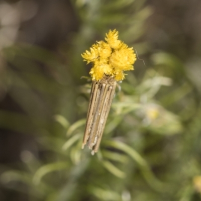 Unidentified Case moth (Psychidae) at Pinnacle NR (PIN) - 17 Nov 2023 by AlisonMilton