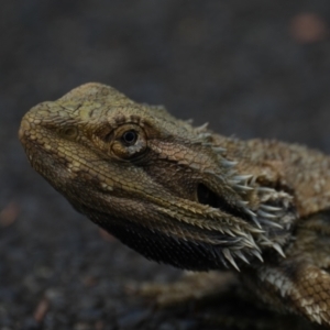 Pogona barbata at Blaxland, NSW - suppressed