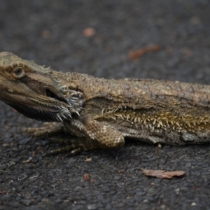 Pogona barbata at Blaxland, NSW - suppressed