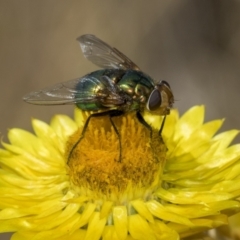 Lucilia sp. (genus) (A blowfly) at The Pinnacle - 18 Nov 2023 by AlisonMilton