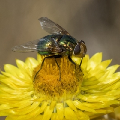 Lucilia sp. (genus) (A blowfly) at Belconnen, ACT - 17 Nov 2023 by AlisonMilton