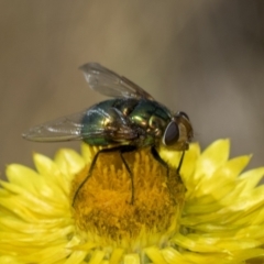 Lucilia sp. (genus) at The Pinnacle - 18 Nov 2023