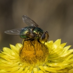 Lucilia sp. (genus) at The Pinnacle - 18 Nov 2023