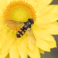 Melangyna viridiceps (Hover fly) at Belconnen, ACT - 3 Nov 2023 by AlisonMilton