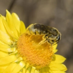 Lasioglossum (Chilalictus) sp. (genus & subgenus) (Halictid bee) at Belconnen, ACT - 17 Nov 2023 by AlisonMilton