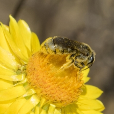 Lasioglossum (Chilalictus) sp. (genus & subgenus) (Halictid bee) at Belconnen, ACT - 17 Nov 2023 by AlisonMilton