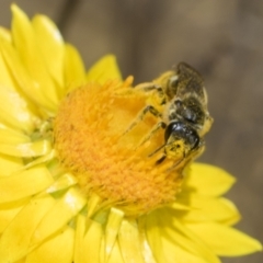 Lasioglossum (Chilalictus) sp. (genus & subgenus) at The Pinnacle - 18 Nov 2023 10:31 AM