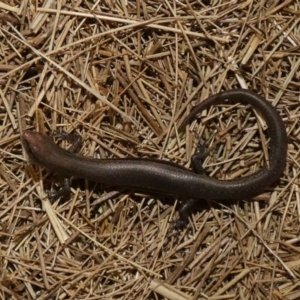 Lampropholis delicata at Lake Ginninderra - 13 Nov 2023