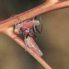 Katipo rubrivenosa (A leafhopper) at The Pinnacle - 17 Nov 2023 by AlisonMilton