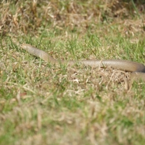 Pseudonaja textilis at Mount Annan, NSW - 19 Sep 2023