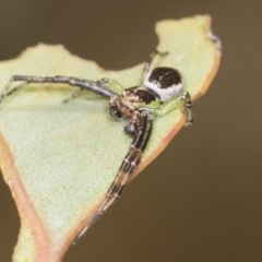 Australomisidia sp. (genus) (Flower spider) at The Pinnacle - 18 Nov 2023 by AlisonMilton