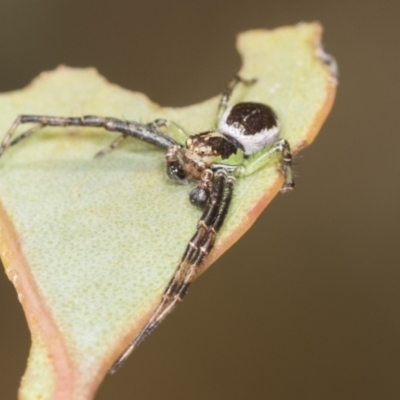 Australomisidia sp. (genus) (Flower spider) at Hawker, ACT - 17 Nov 2023 by AlisonMilton