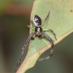 Australomisidia sp. (genus) at The Pinnacle - 18 Nov 2023 10:50 AM