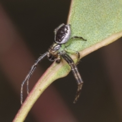 Australomisidia sp. (genus) at The Pinnacle - 18 Nov 2023 10:50 AM