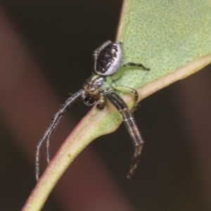 Australomisidia sp. (genus) at The Pinnacle - 18 Nov 2023 10:50 AM