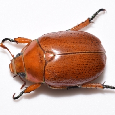 Anoplognathus porosus (Porosus Christmas beetle) at Jerrabomberra, NSW - 18 Nov 2023 by DianneClarke