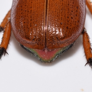 Anoplognathus porosus at QPRC LGA - 19 Nov 2023