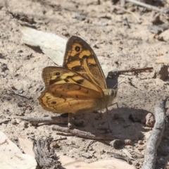 Heteronympha merope (Common Brown Butterfly) at The Pinnacle - 18 Nov 2023 by AlisonMilton