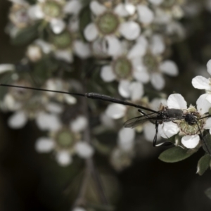 Gasteruption sp. (genus) at McKellar, ACT - 17 Nov 2023