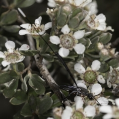 Gasteruption sp. (genus) at McKellar, ACT - 17 Nov 2023