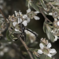 Gasteruption sp. (genus) at McKellar, ACT - 17 Nov 2023