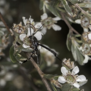 Gasteruption sp. (genus) at McKellar, ACT - 17 Nov 2023