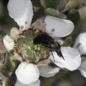 Mordellidae (family) at McKellar, ACT - 17 Nov 2023