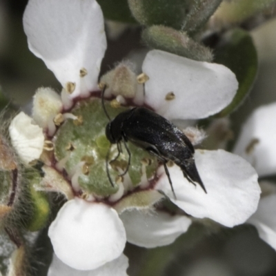 Mordellidae (family) (Unidentified pintail or tumbling flower beetle) at McKellar, ACT - 17 Nov 2023 by kasiaaus