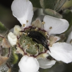 Mordellidae (family) at McKellar, ACT - 17 Nov 2023