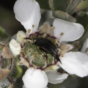 Mordellidae (family) at McKellar, ACT - 17 Nov 2023