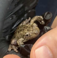 Litoria peronii (Peron's Tree Frog, Emerald Spotted Tree Frog) at Padstow, NSW - 10 Nov 2023 by mcgrathke
