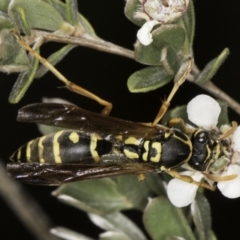 Polistes (Polistes) chinensis (Asian paper wasp) at Croke Place Grassland (CPG) - 17 Nov 2023 by kasiaaus