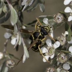 Polistes (Polistes) chinensis at McKellar, ACT - 17 Nov 2023 02:46 PM