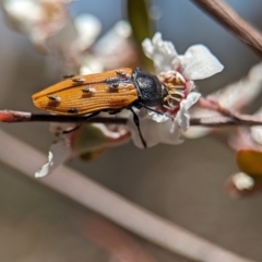 Castiarina subpura (A jewel beetle) at Piney Ridge - 19 Nov 2023 by Miranda