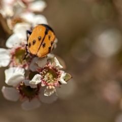 Castiarina subpura at Bluetts Block (402, 403, 12, 11) - 19 Nov 2023