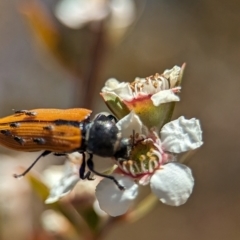 Castiarina subpura at Bluetts Block (402, 403, 12, 11) - 19 Nov 2023 12:59 PM